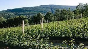 Cultivo ecológico de frutos rojos