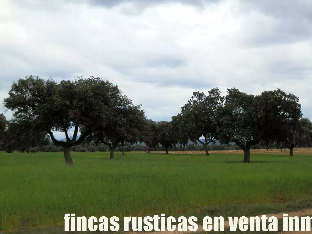finca en venta 150 has. ganadera en Toledo