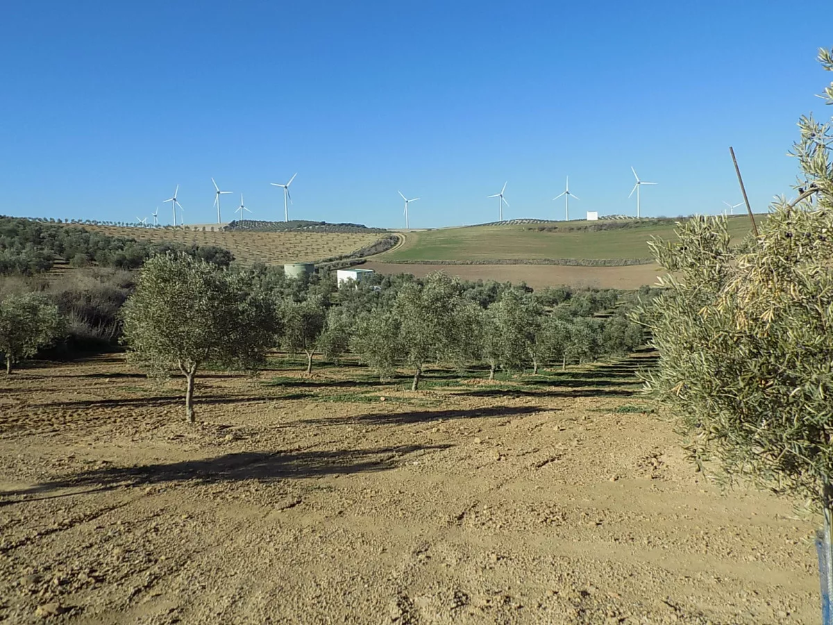 FINCA OLIVOS  EN CAMPILLOS (MALAGA)