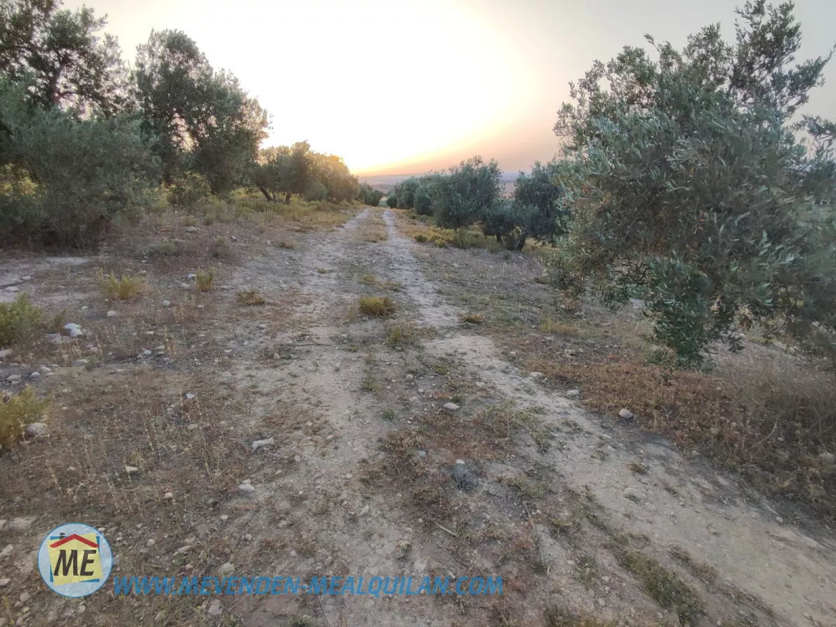 finca de 7 fanegas de olivar