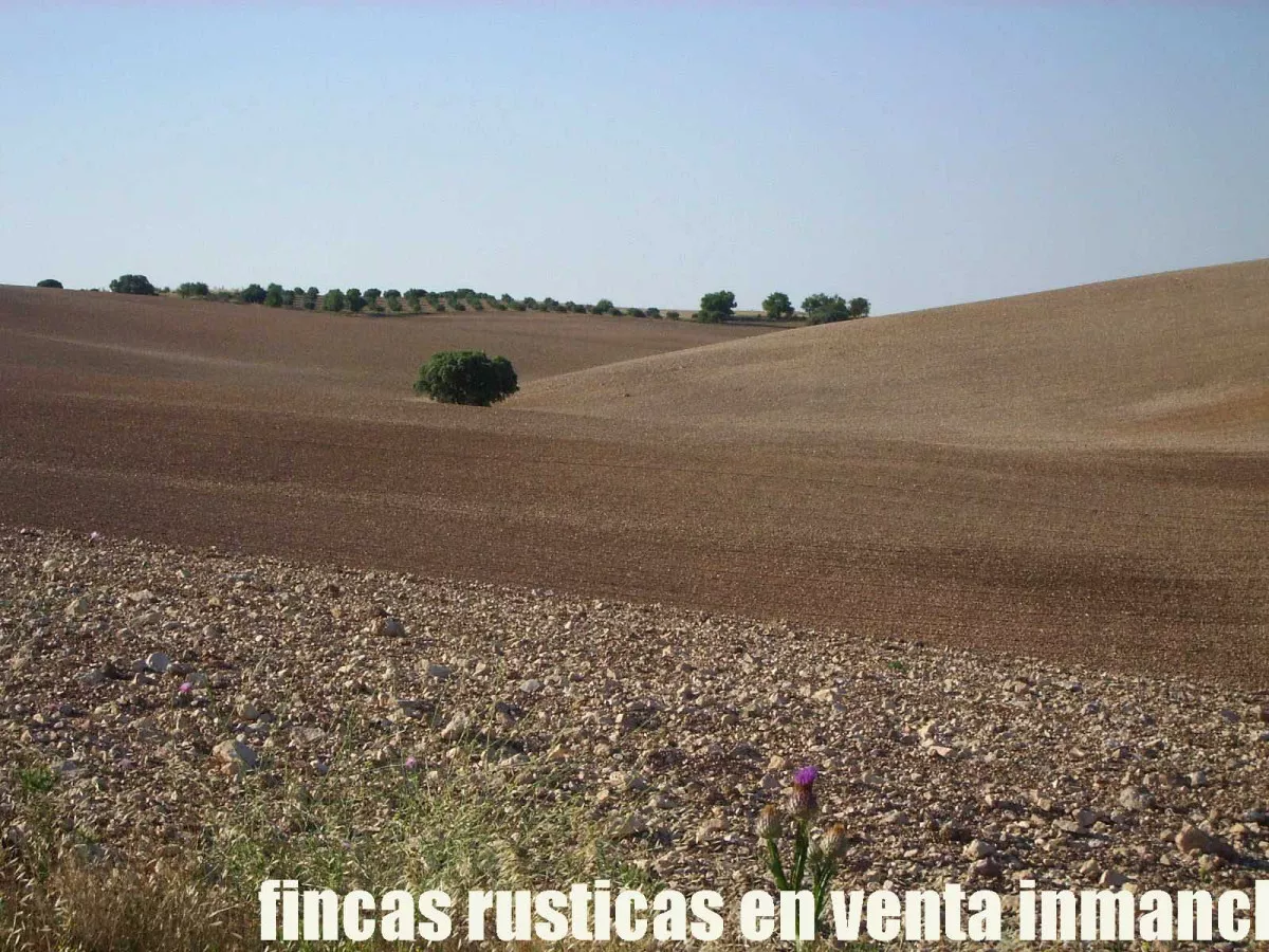 finca venta 256 has. labor secano caza menor