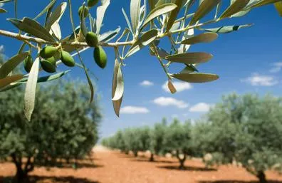 Venta Finca Olivar Jaén capital(alta regadío)
