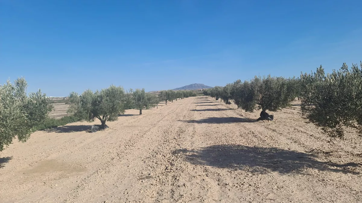 Terreno rustico en Totana.