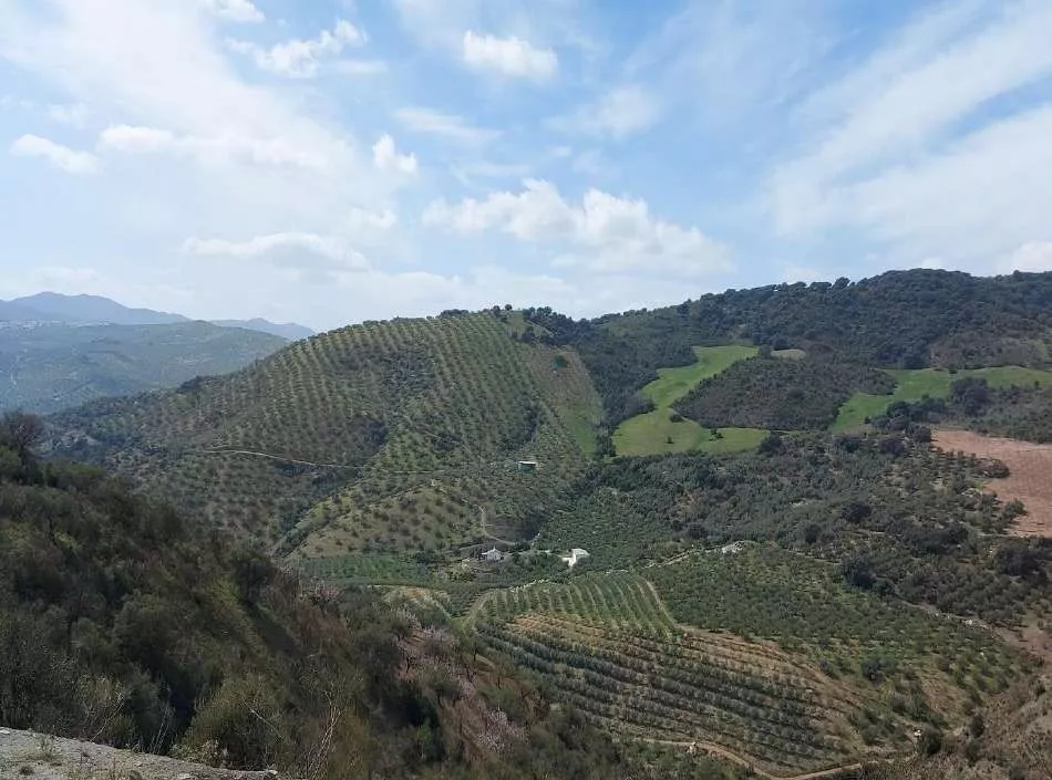 FINCA RUSTICA DE REGADIO OLIVAR ECOLOGICO