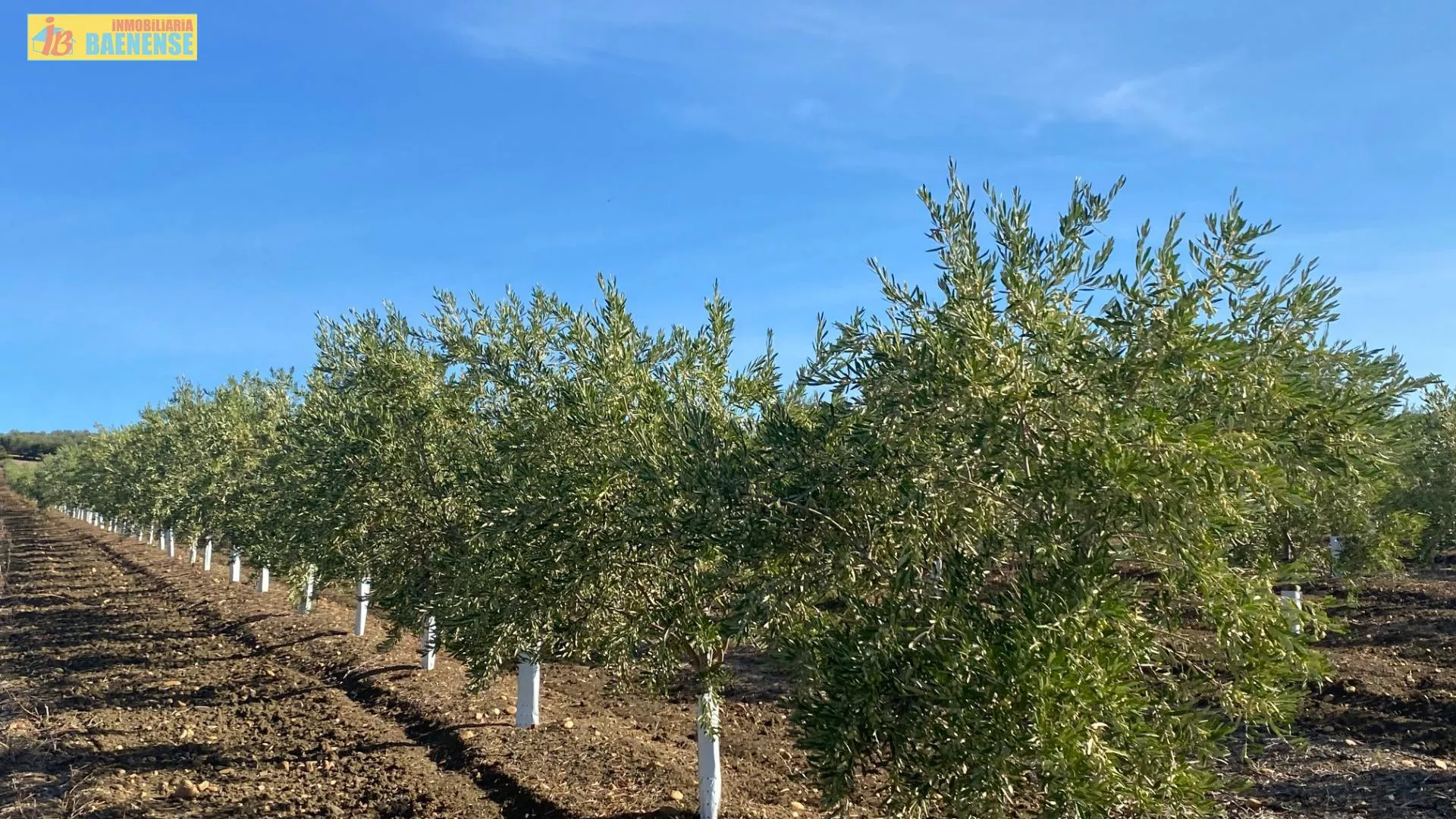 Olivar superintensivo en buena ubicación
