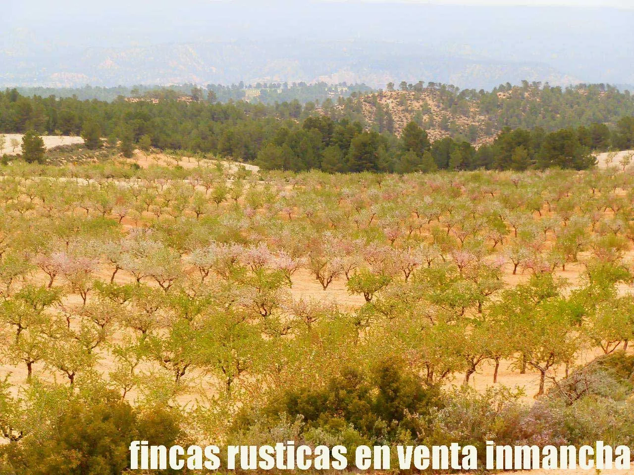 fincas inmancha 900 has. almendros caza