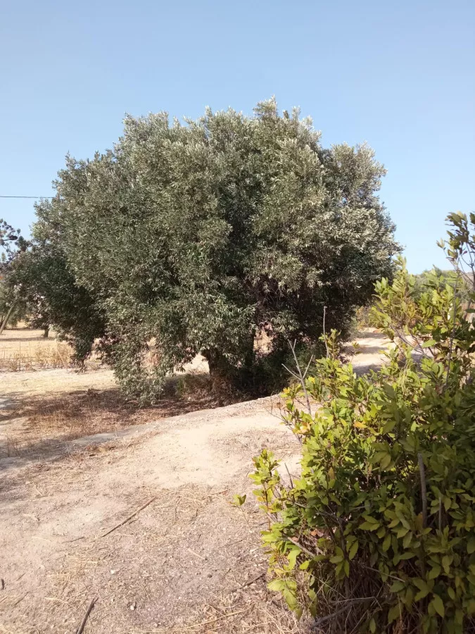 Venta Finca Secano Olivos/Agricola