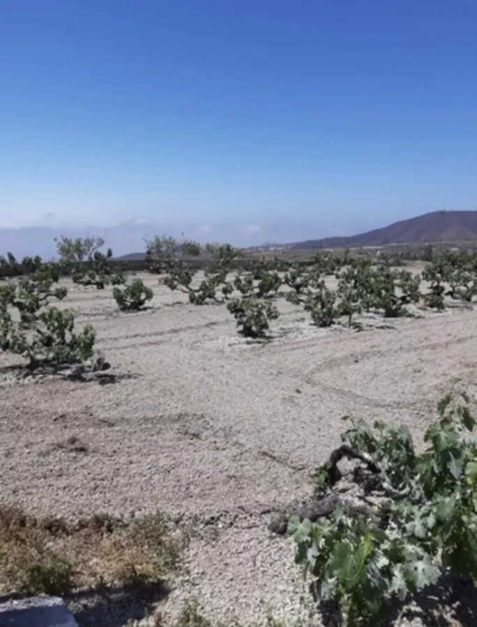 Finca rústica viñedos 11.777 m2