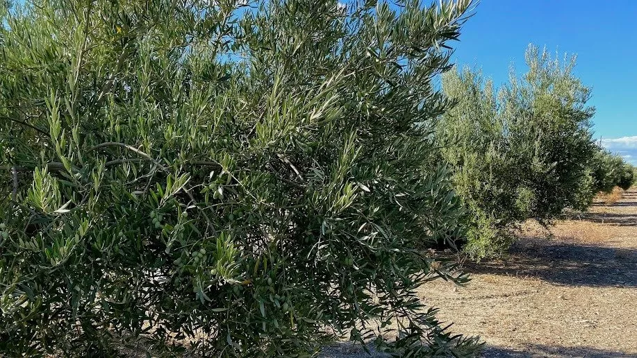 Olivar llano y productivo