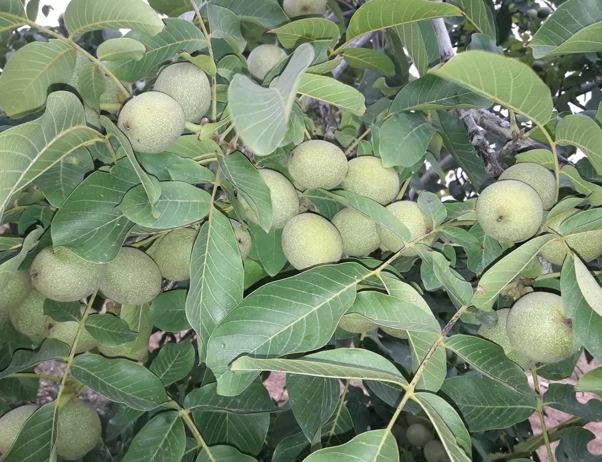 FINCA NOGALES EN PRODUCCION