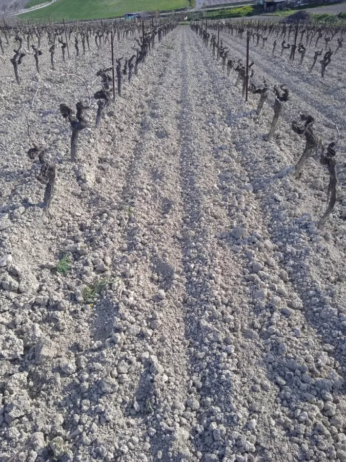 VENTA VIÑEDO ECOLOGICO 