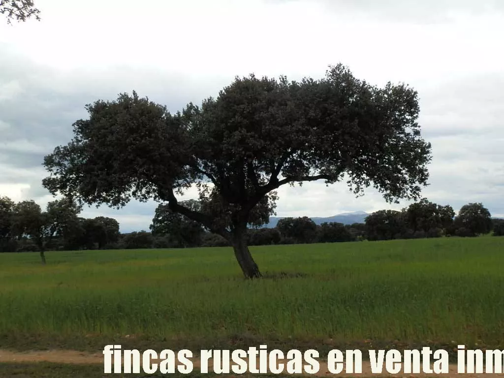finca en venta 150 has. ganadera en Toledo