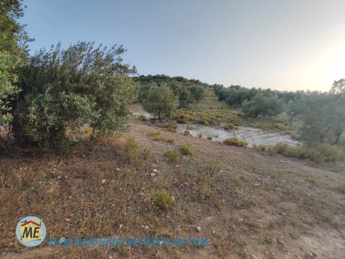 finca de 7 fanegas de olivar