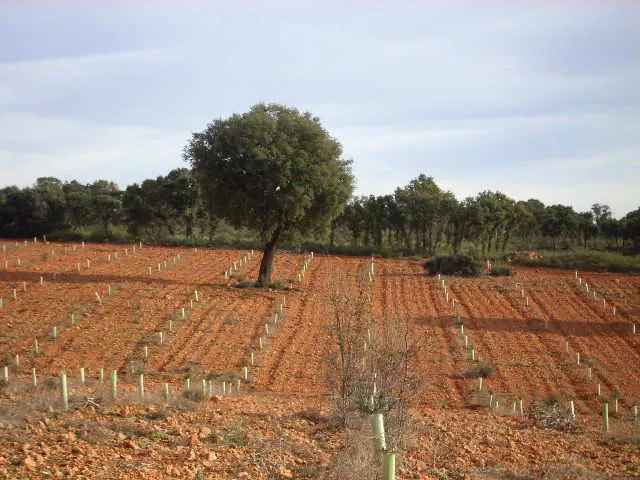 finca en venta 660 has. labor secano caza 