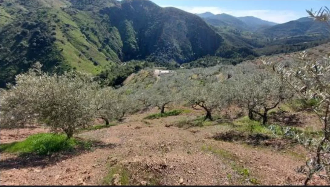 FINCA MALDONADO (OLIVAR)