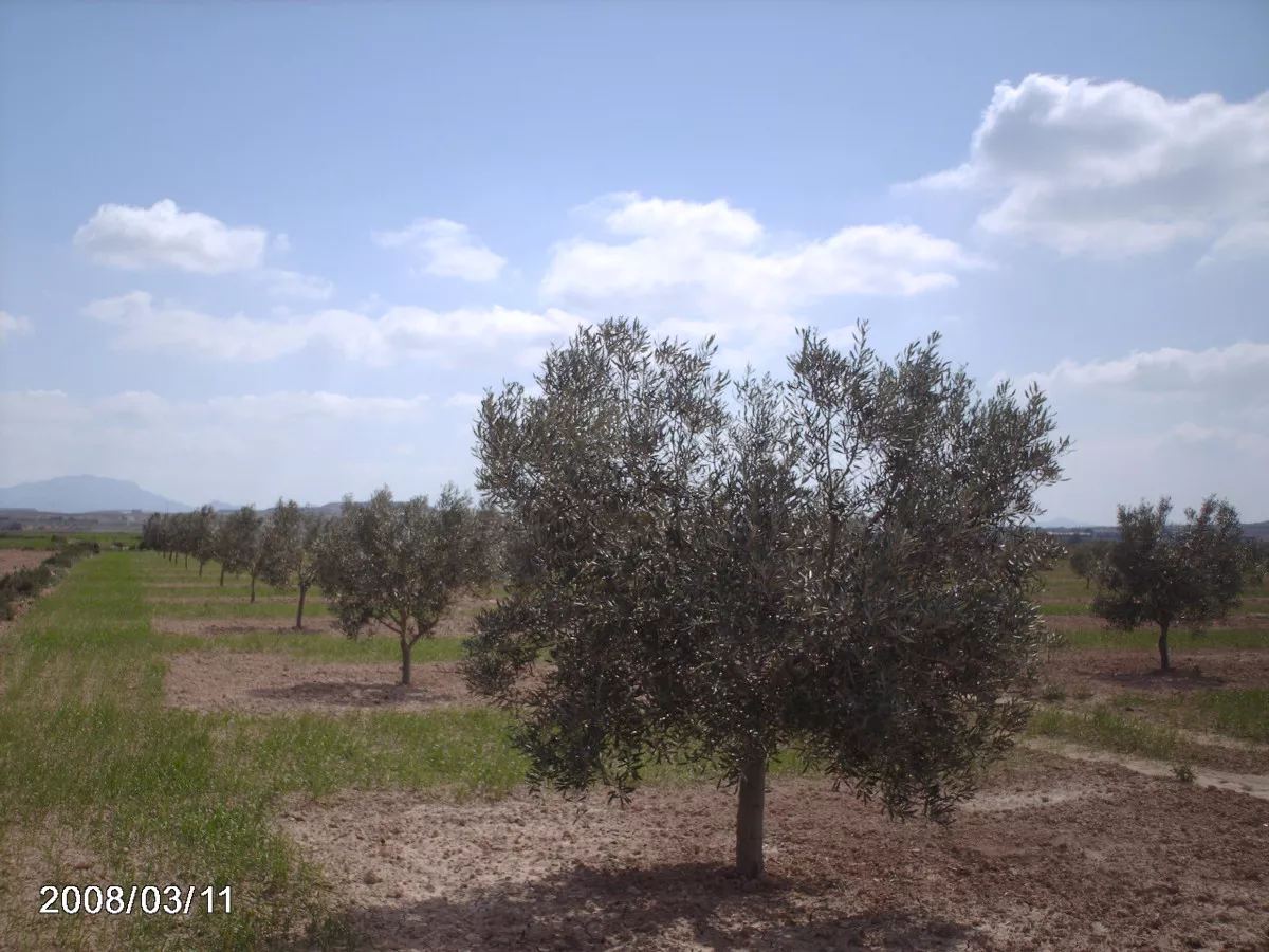 Terreno rustico en Alhama