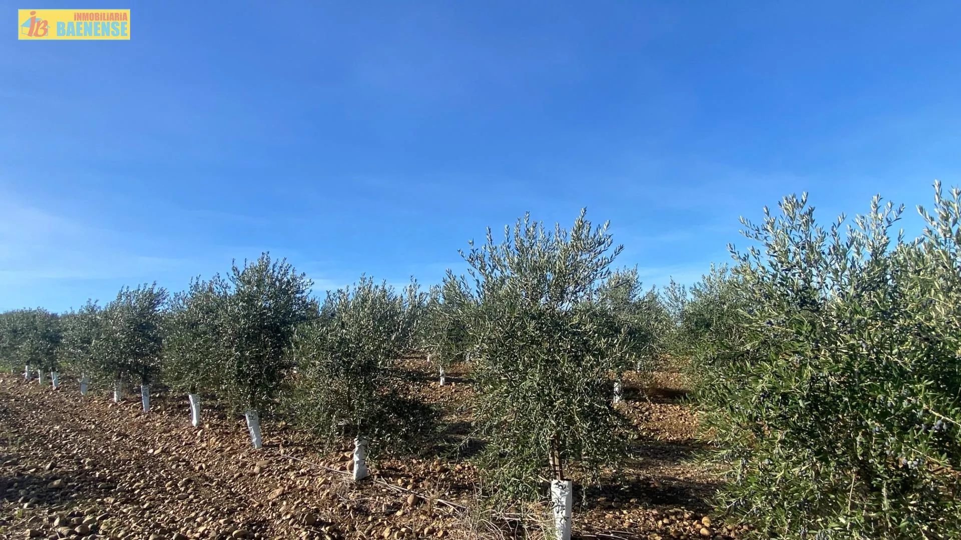 Olivar superintensivo en buena ubicación