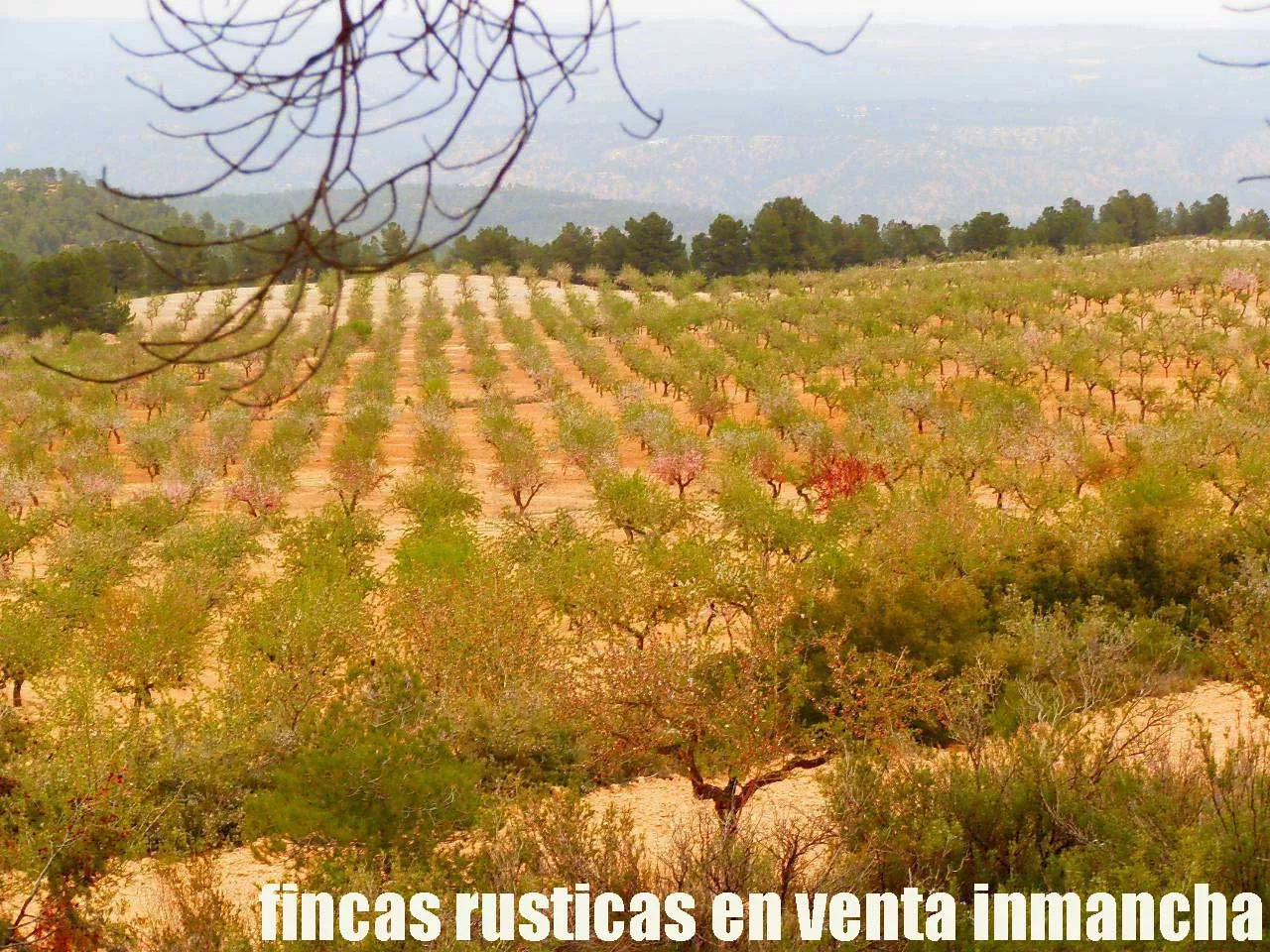 fincas inmancha 900 has. almendros caza