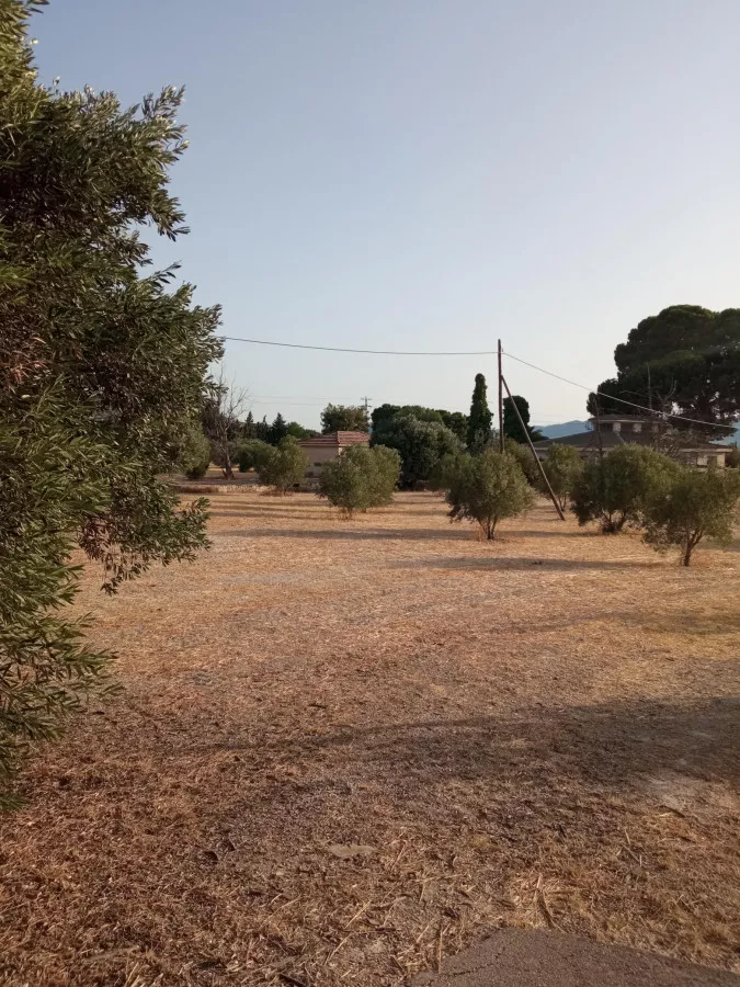 Venta Finca Secano Olivos/Agricola