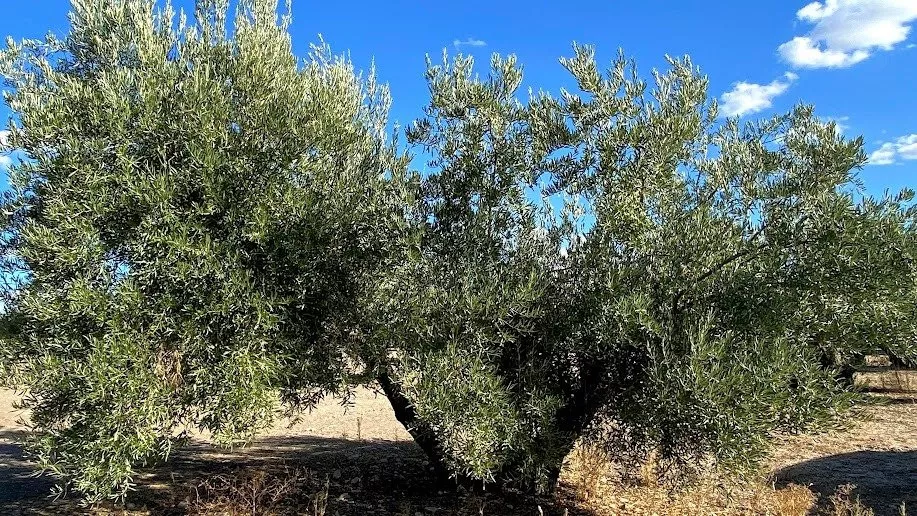 Olivar llano y productivo