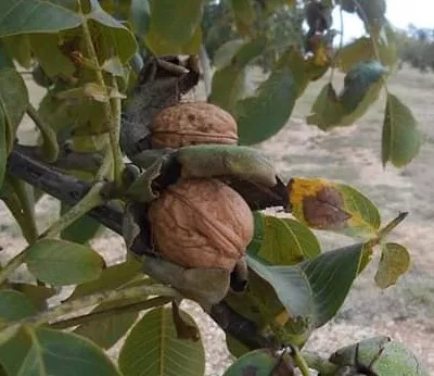 FINCA NOGALES EN PRODUCCION