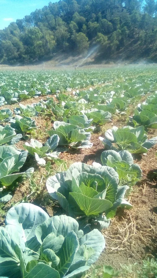 Parcela de Regadío en Jerez (Cadiz)