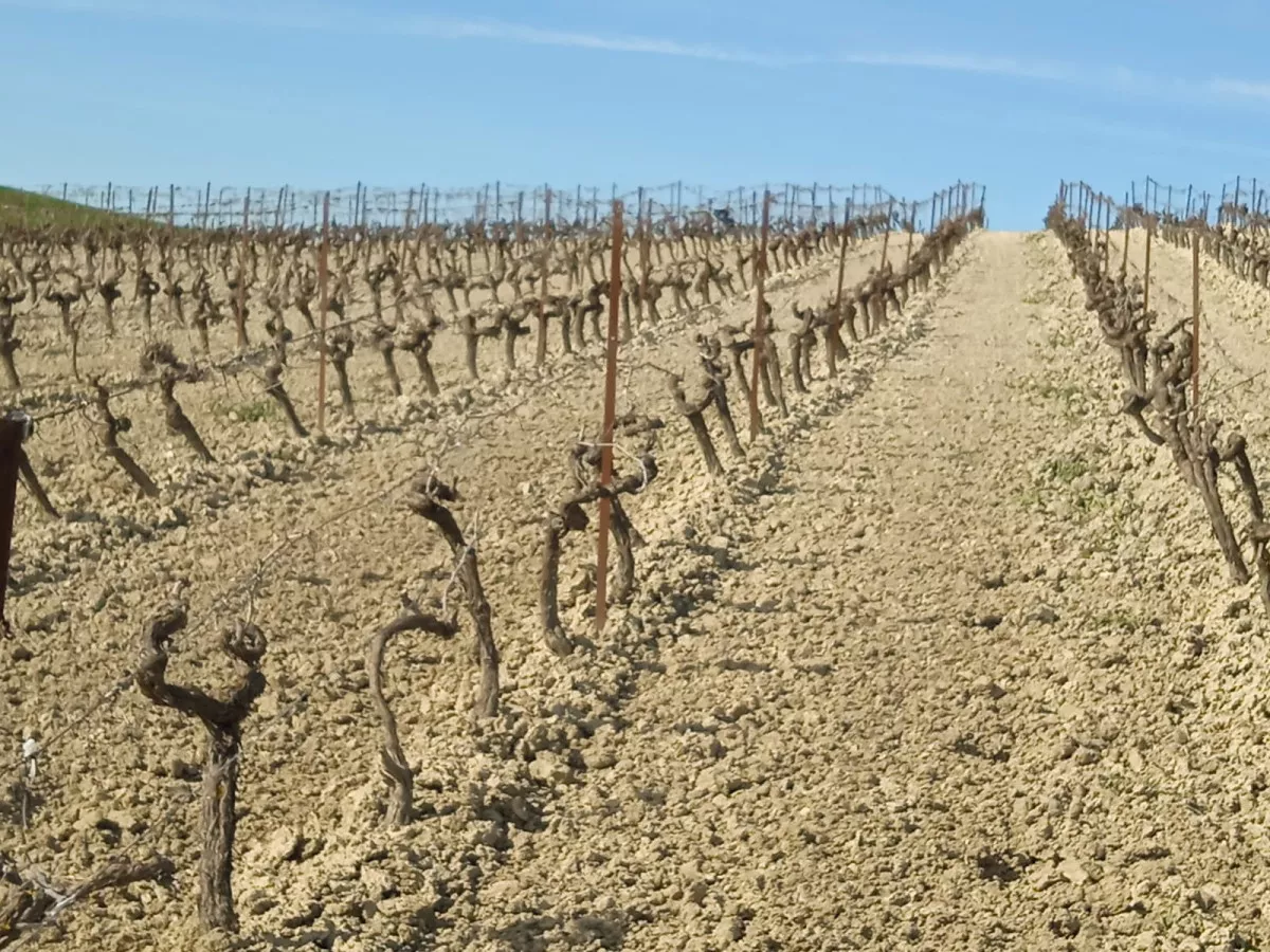 VENTA VIÑEDO ECOLOGICO 