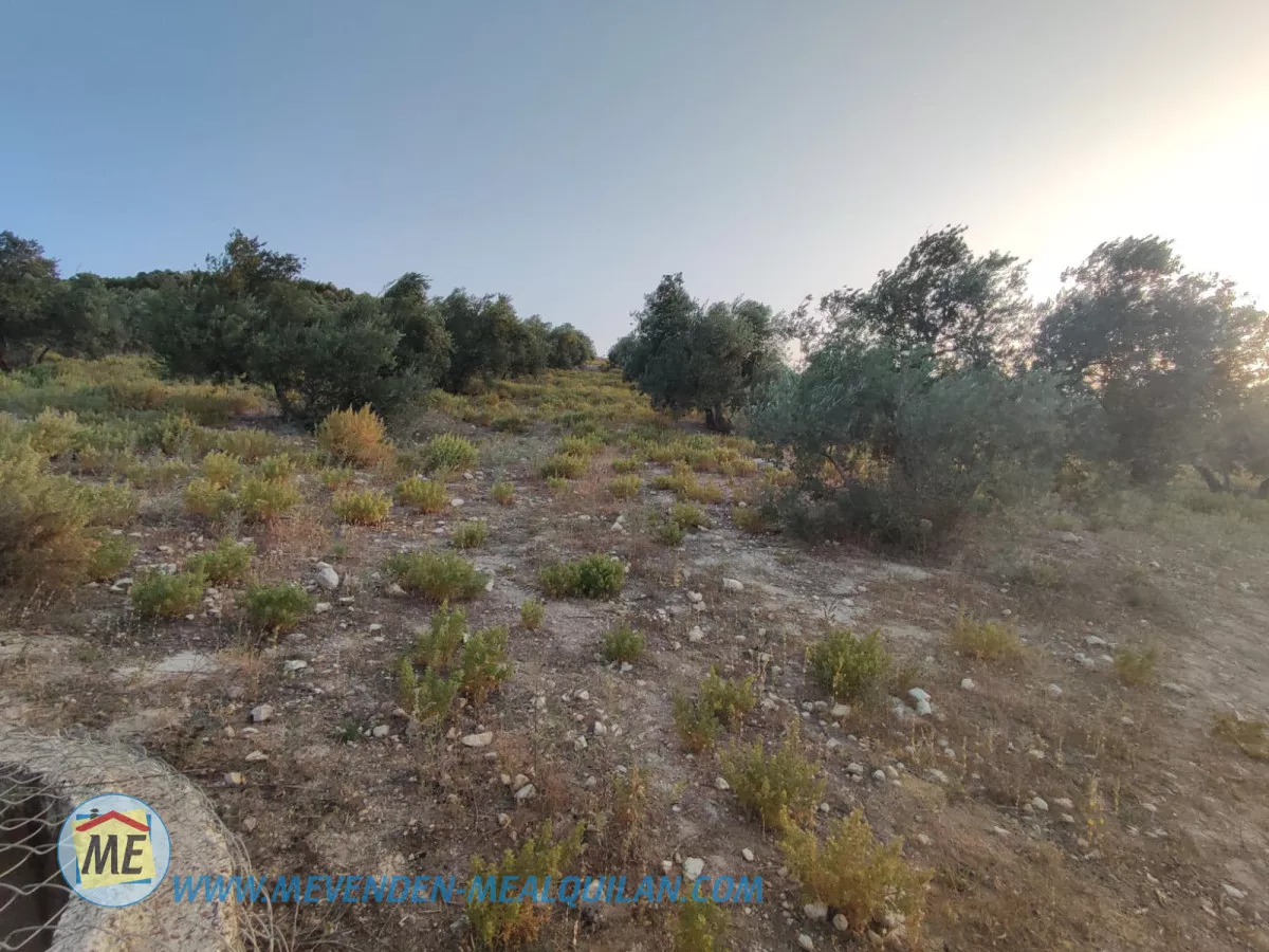 finca de 7 fanegas de olivar