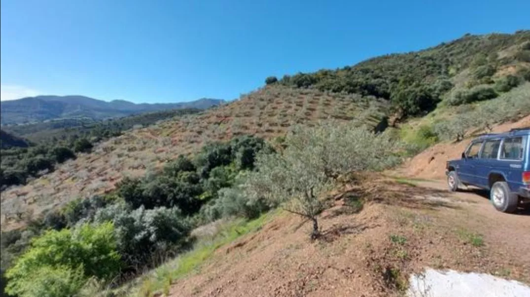 FINCA MALDONADO (OLIVAR)