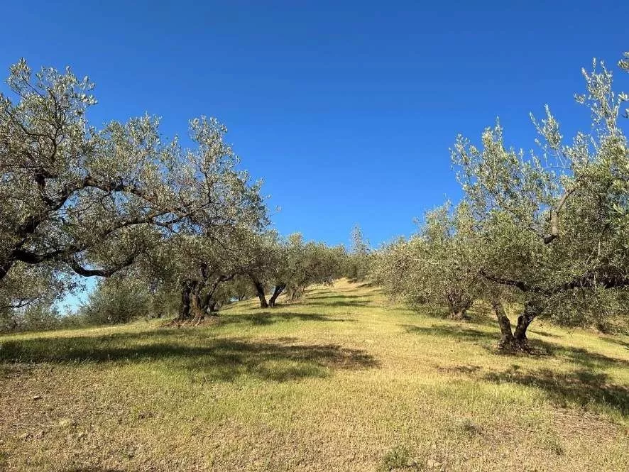 FINCA RUSTICA DE REGADIO OLIVAR ECOLOGICO