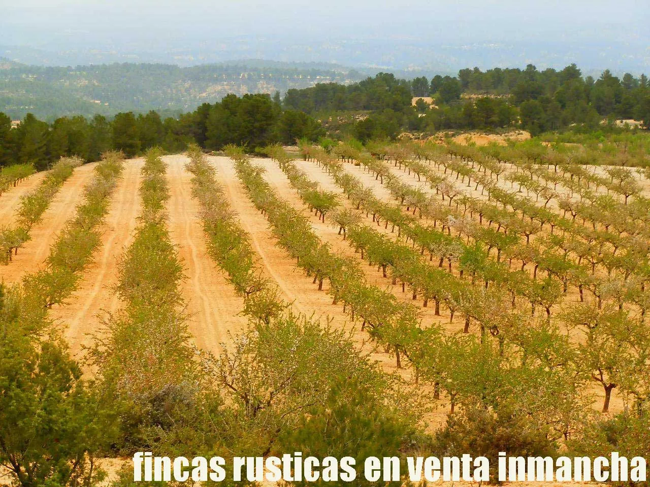 fincas inmancha 900 has. almendros caza