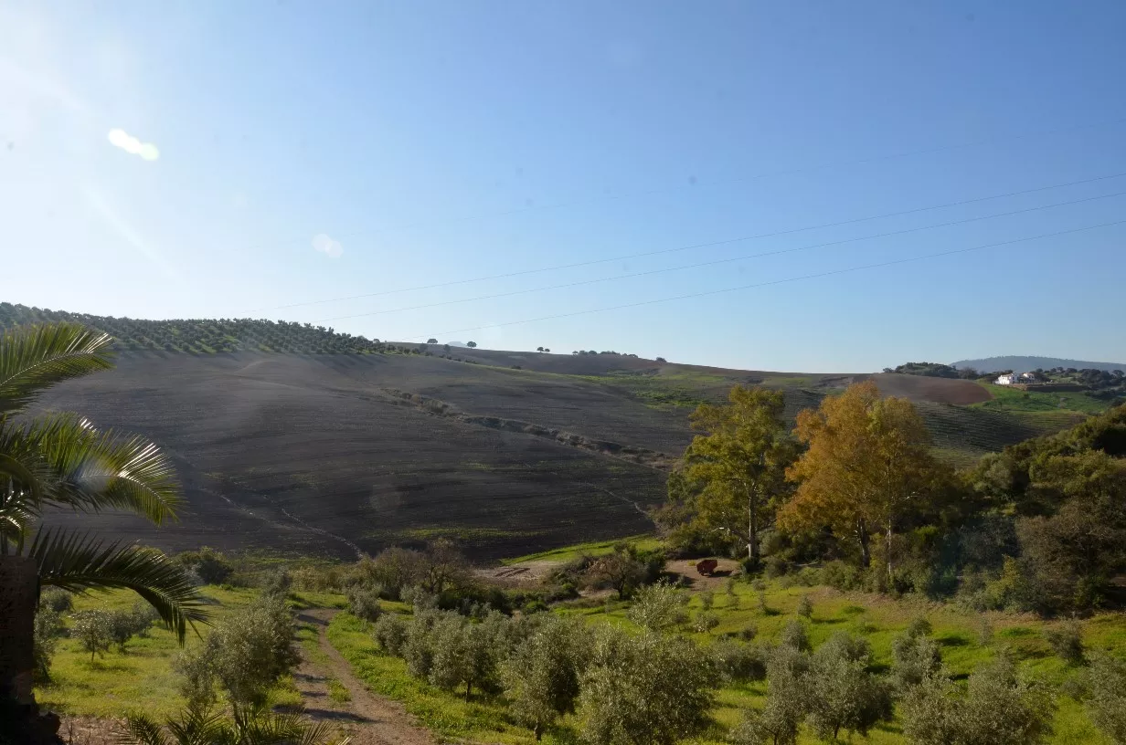 Finca de olivar ecológico en Algodonales | Cádiz | 86 ha