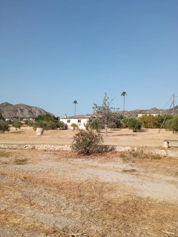 Venta Finca Secano Olivos/Agricola