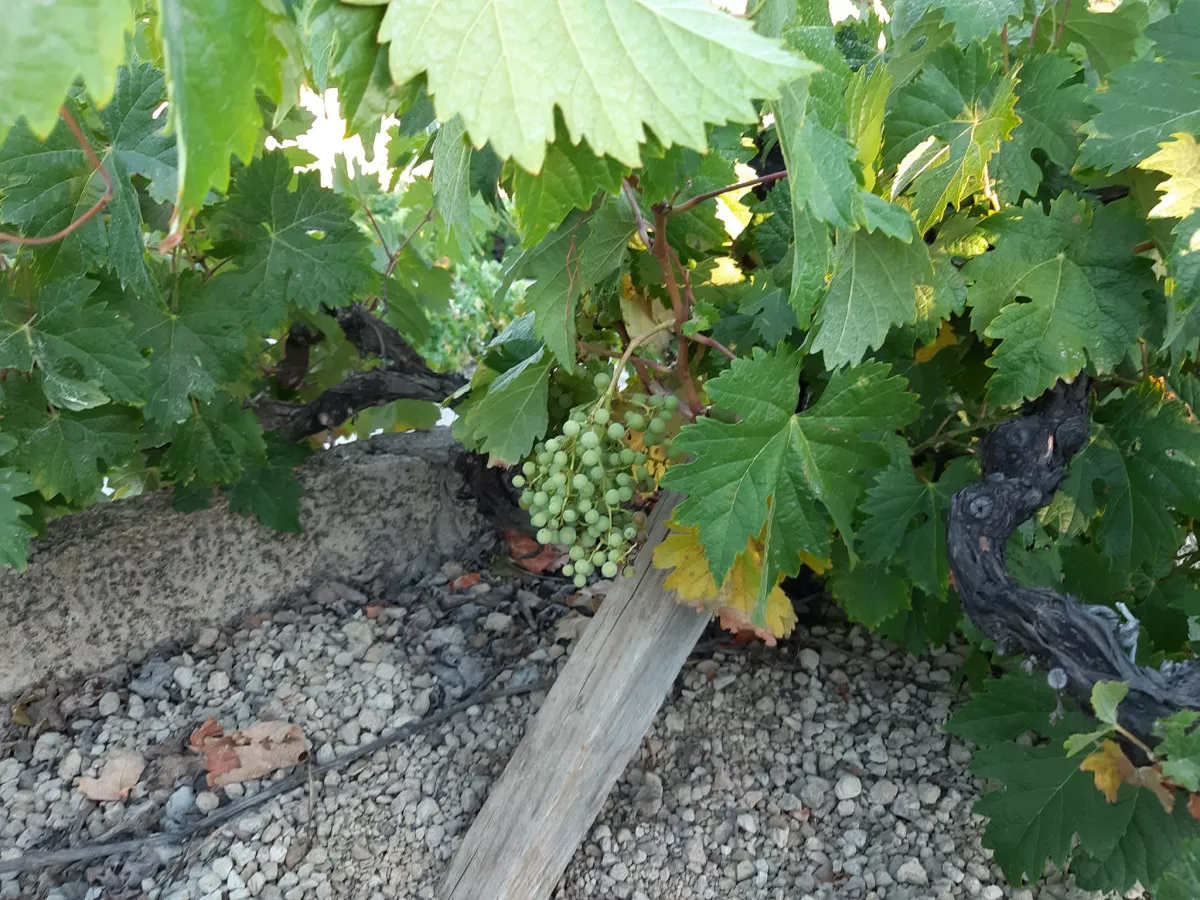 Finca rústica viñedos 11.777 m2