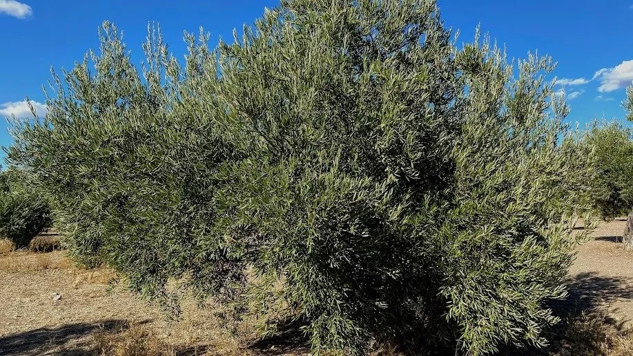 Olivar llano y productivo