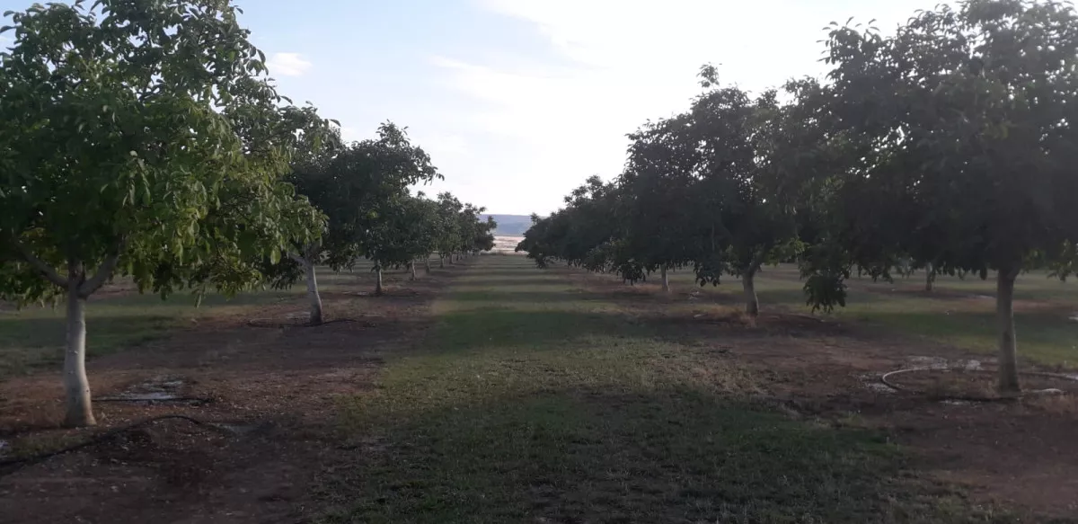 FINCA NOGALES EN PRODUCCION