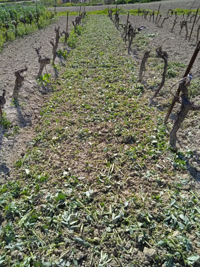 VENTA VIÑEDO ECOLOGICO 