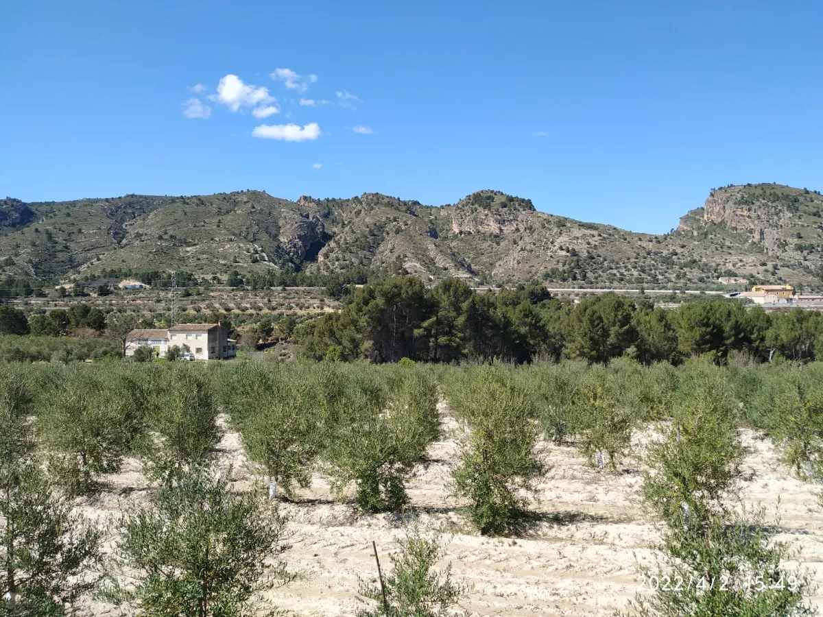 Casa en finca  32 has olivos y viñedos