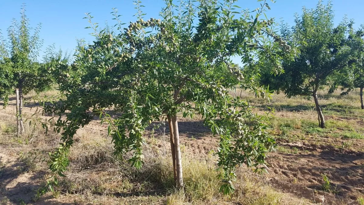 Finca rústica en venta en camino de San Isidr