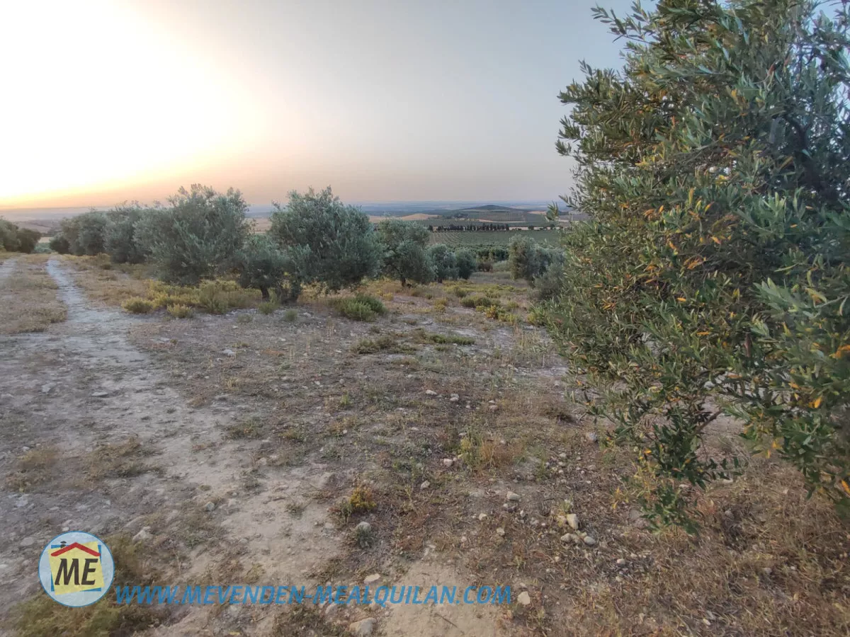 finca de 7 fanegas de olivar