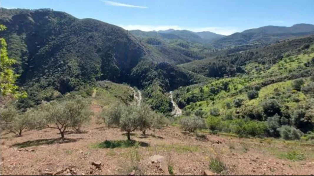 FINCA MALDONADO (OLIVAR)
