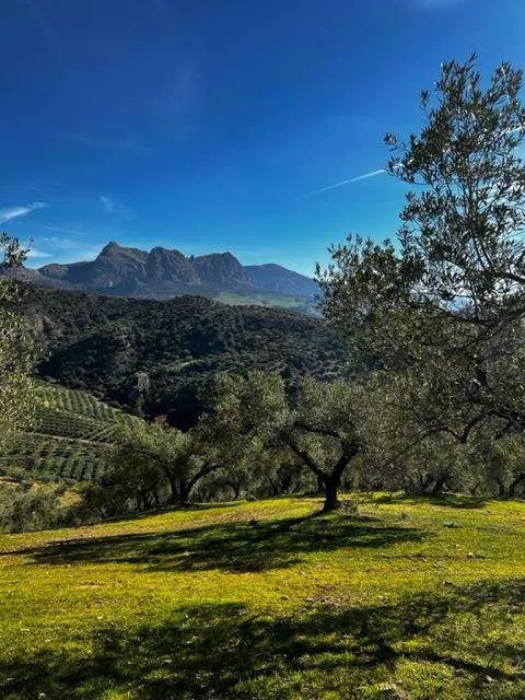 FINCA RUSTICA DE REGADIO OLIVAR ECOLOGICO