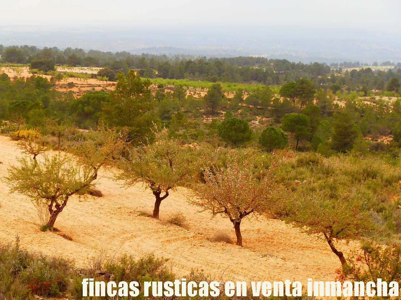 fincas inmancha 900 has. almendros caza