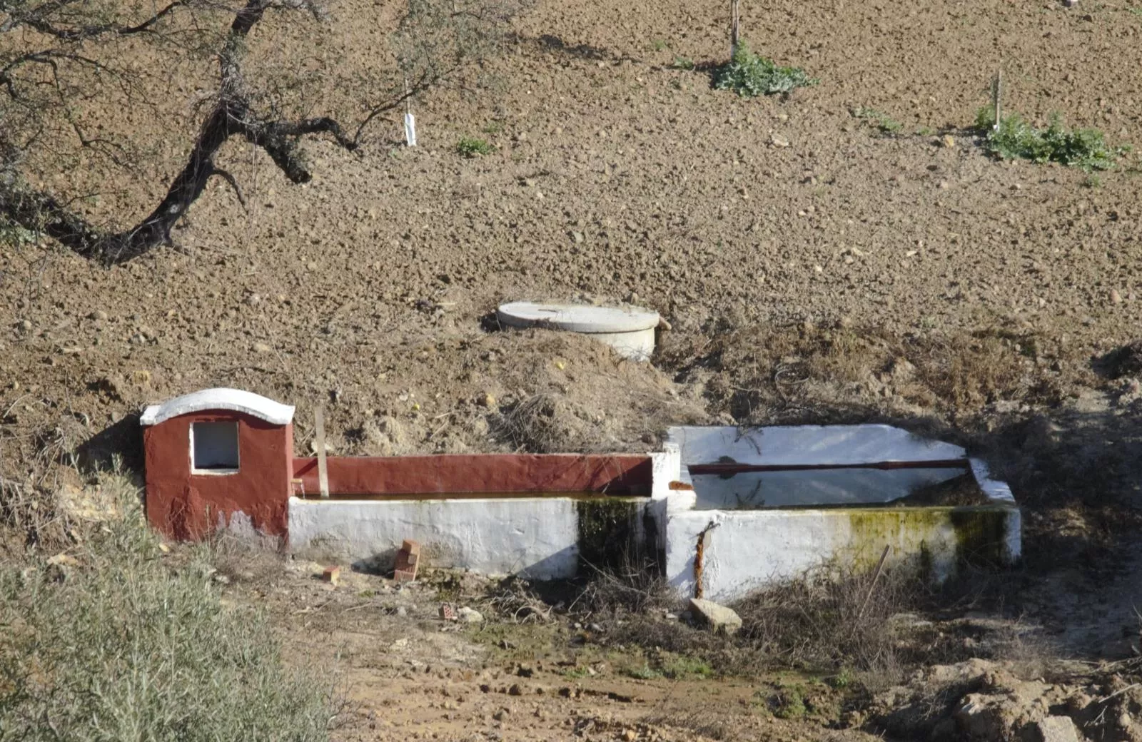 Finca de olivar ecológico en Algodonales | Cádiz | 86 ha