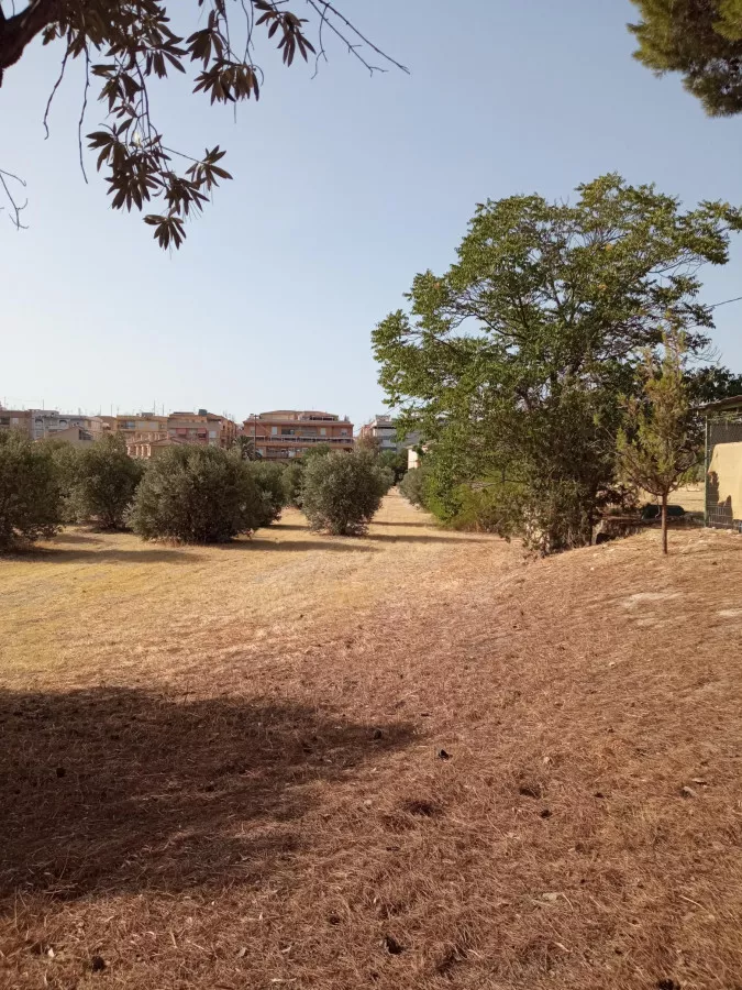 Venta Finca Secano Olivos/Agricola