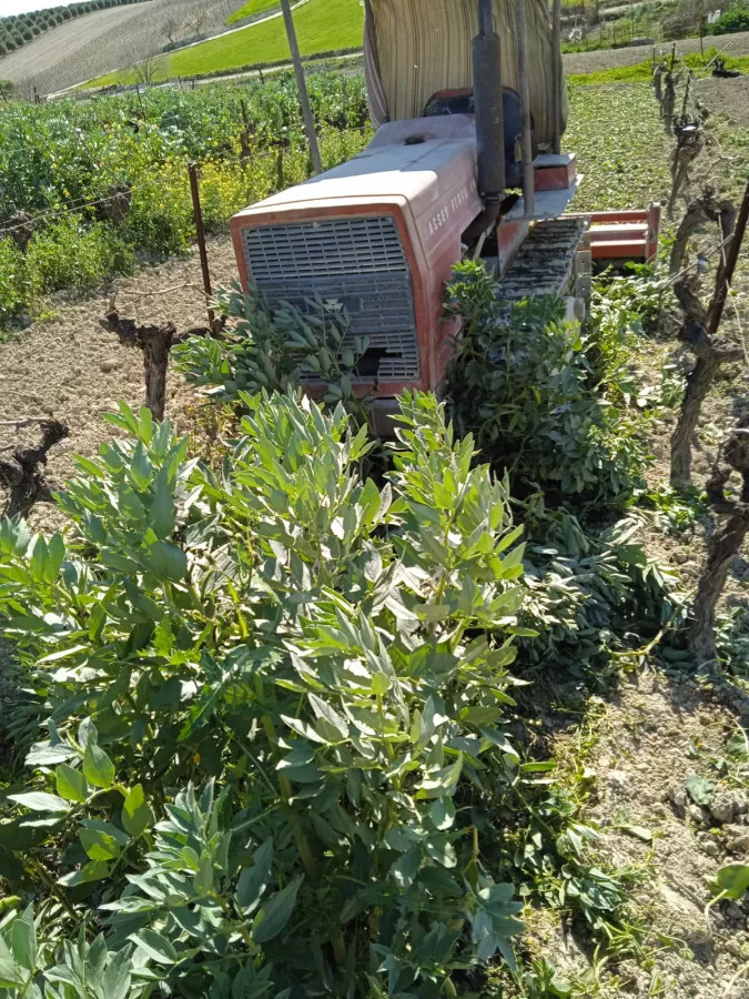 VENTA VIÑEDO ECOLOGICO 