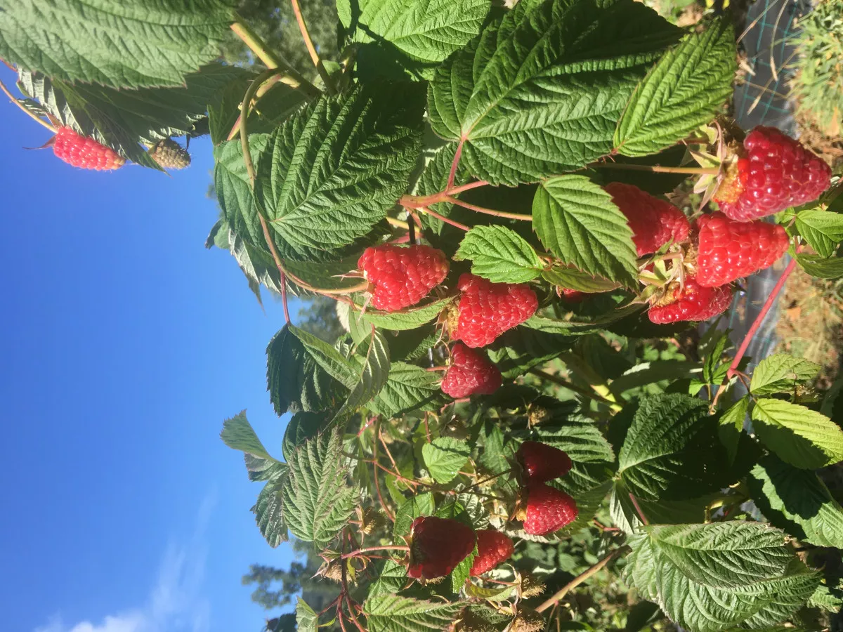 Cultivo ecológico de frutos rojos