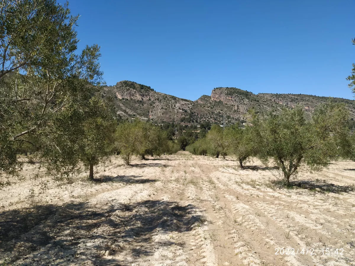 Casa en finca  32 has olivos y viñedos