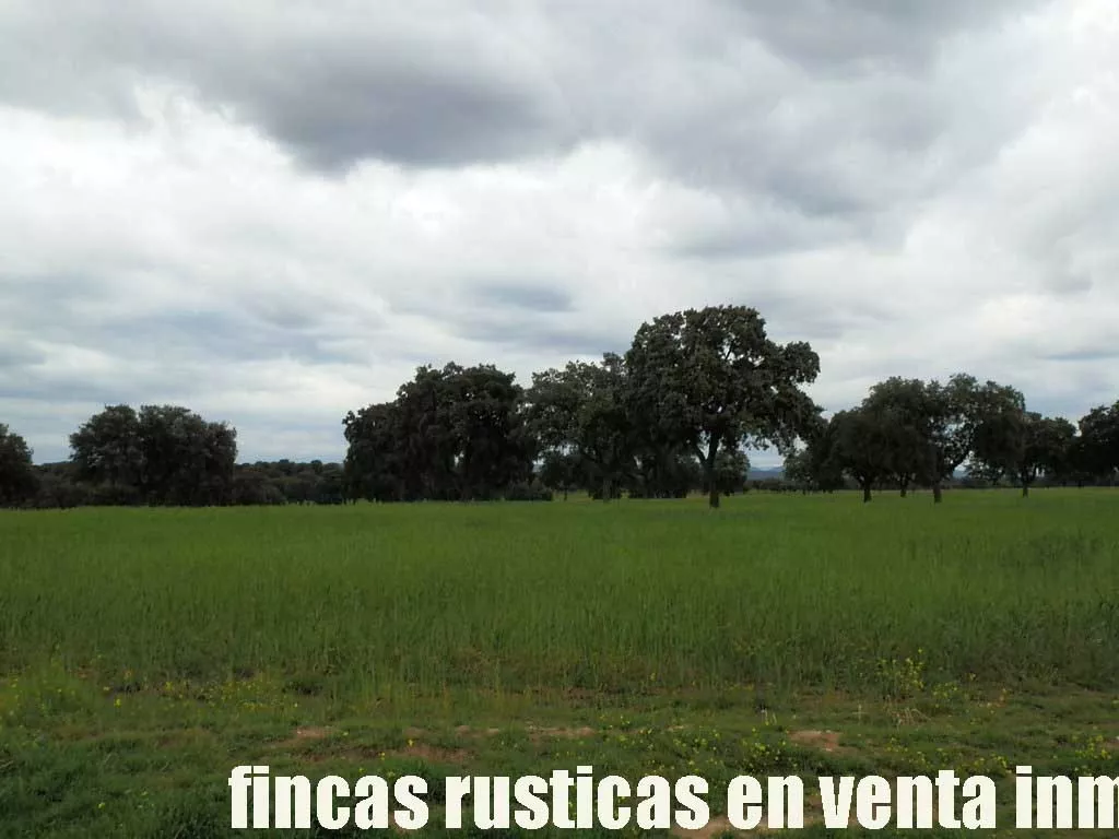finca en venta 150 has. ganadera en Toledo