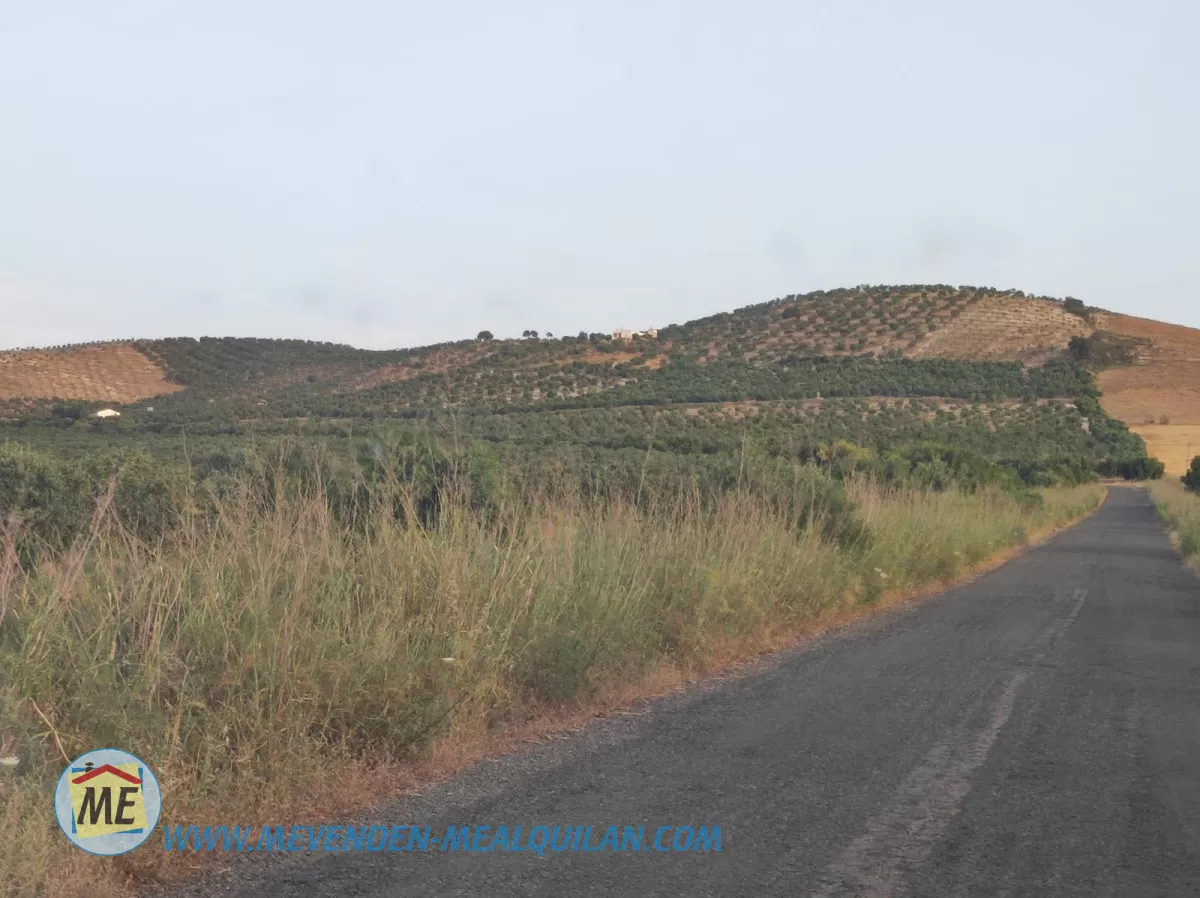 finca de 7 fanegas de olivar